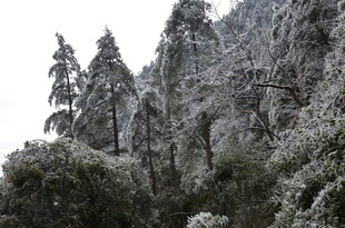 雪覆山林美景