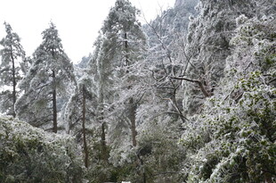 雪覆山林美景