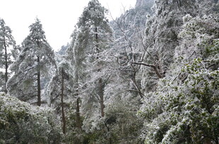 雪覆山林美景
