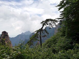 山间孤松 云雾缭绕美景