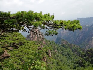 黄山松景 山峦绿意盎然