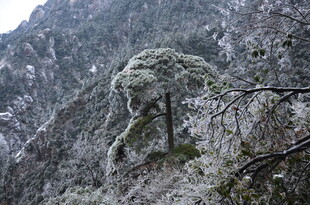 雪覆苍松于山峦间