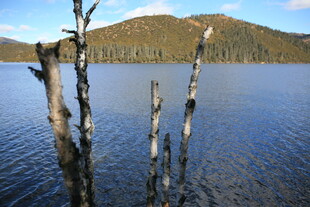湖畔枯木 静谧湖景风光