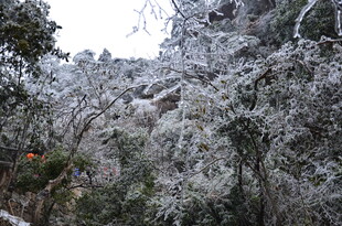 雪覆树林美景