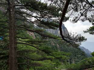 山林间的松木与远处山峦