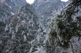 雪覆山峦 苍松点缀美景