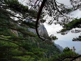 山间松景 自然秀丽风光