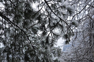 冬日松枝覆雪景象