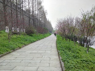 春日林荫小道漫步景色