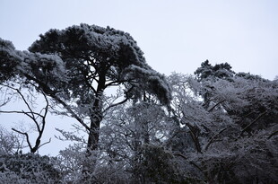 雪覆树木 冬日景致
