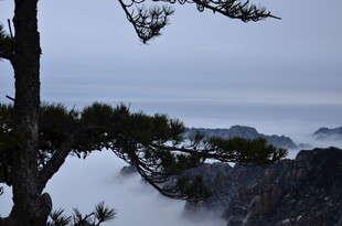 山间云雾中的苍松美景