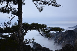 山间孤松伴云雾美景