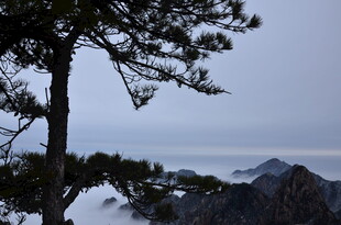 山间松景 云雾缭绕之美