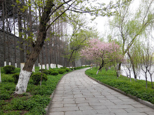 春日河畔林荫小道美景