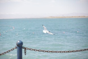 海边飞鸟与围栏景致