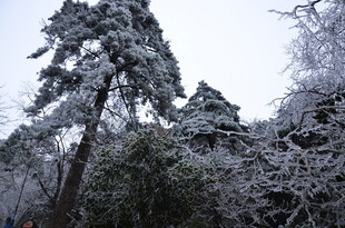 雪覆山林美景