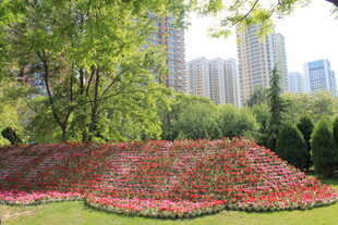 城市中绚丽的花卉景观