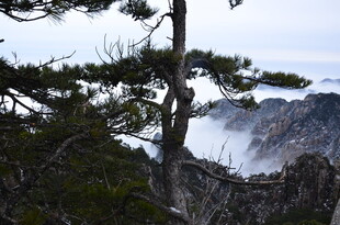 山间苍松伴云海美景