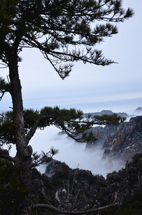 山间松景 云雾缭绕之境