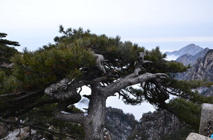 黄山奇松傲立山间