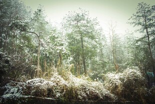 冬日森林雪景静谧之美