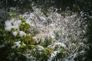 枝头覆雪的翠绿植物