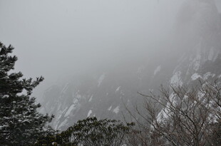 雾中朦胧山林景象
