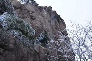 雪覆岩石旁的树木景观