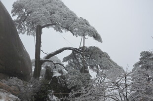 雪覆青松美景