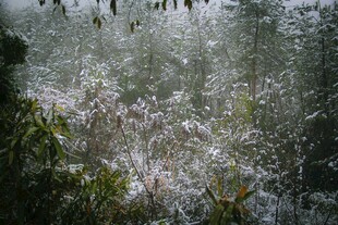 湖畔芦苇 自然静谧之景