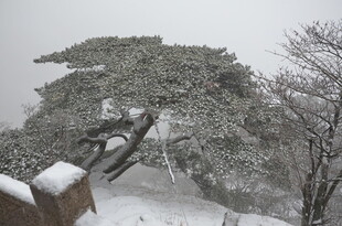 雪覆苍松