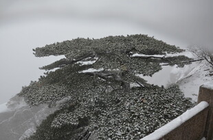 雪中苍松傲立