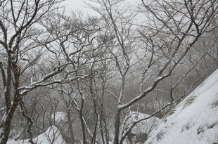 雪覆山林景