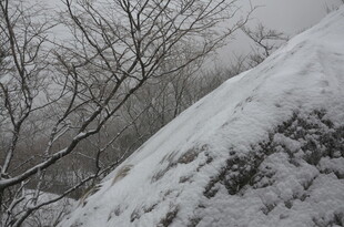 雪覆山坡与枯树景象