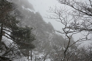 山间雪景中的树木景观