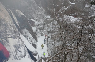 滑雪者穿梭于雪覆树林间