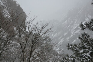 雪覆山峦 树木披银装