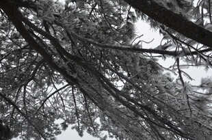 雪覆树枝的自然景象