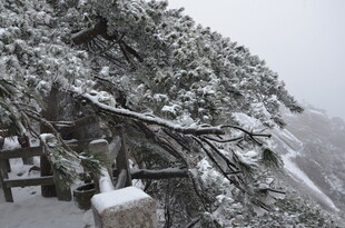 雪覆松枝的山间景致