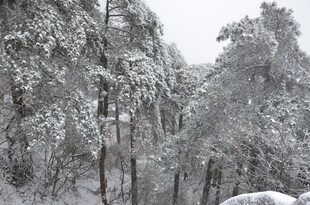 雪覆森林美景