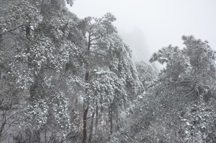 雪覆树林 冬日静谧美景