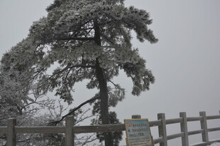 雪覆孤松于围栏旁