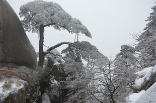 雪覆苍松的山间景致