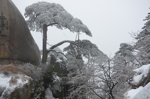 雪覆苍松 山间冬日美景
