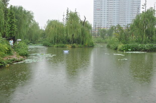 河畔绿树环绕的静谧水域
