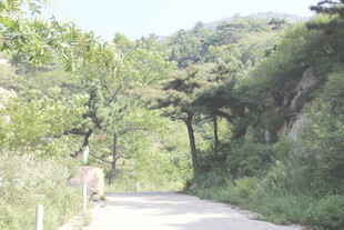 山间小道旁的悠闲景象