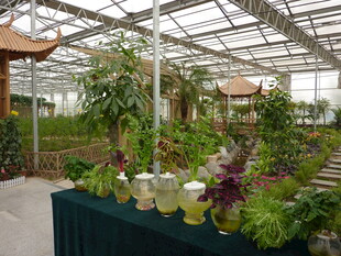 温室绿植展示