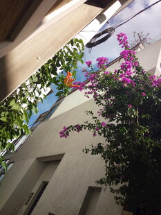庭院角落的繁花绿植
