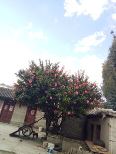 庭院中繁花盛开的果树