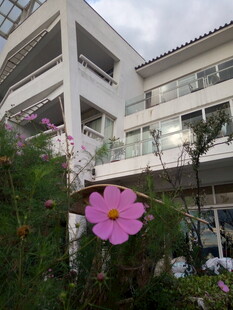 白色建筑旁的娇艳粉色花朵